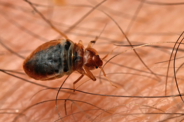 Property Management Questions: Is a Bedbug Infestation the Tenant’s Fault?