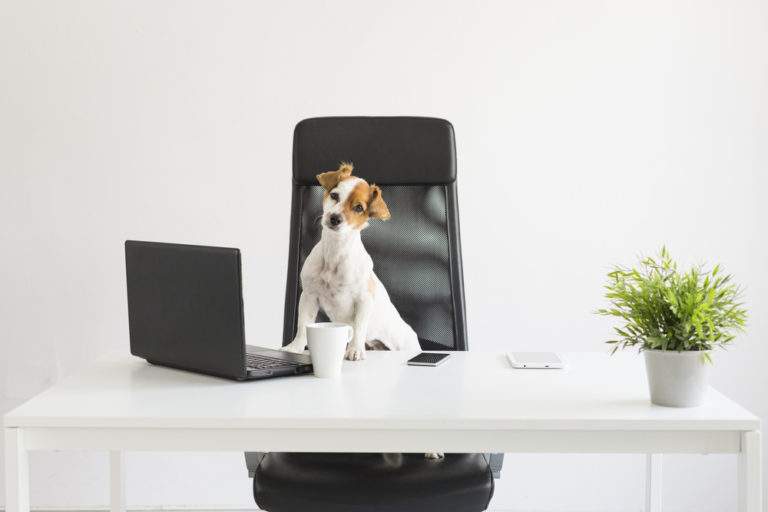 Should landlords accept pets at their Temecula rental properties?