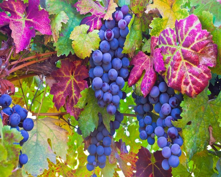 Investing in Temecula? What You Need to Know