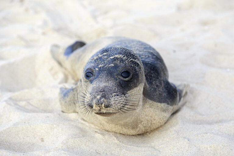 Seal Beach: Cozy and Luxurious Coastal Surf Town