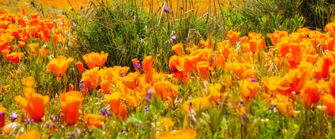 ANTELOPE VALLEY