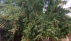 1830 Foxwood Drive - Tracy - California - 3 bed, 2 bath rental property